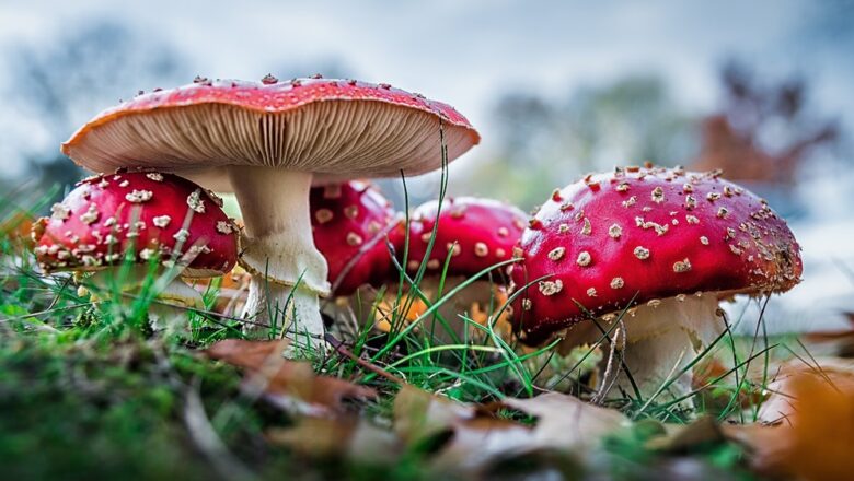 Unveiling the Enchanting World of Amanita Muscaria Gummies and MushBomb: A Psychedelic Journey