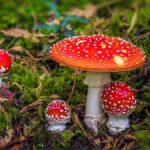 Where to Buy the Best Amanita Muscaria Gummies