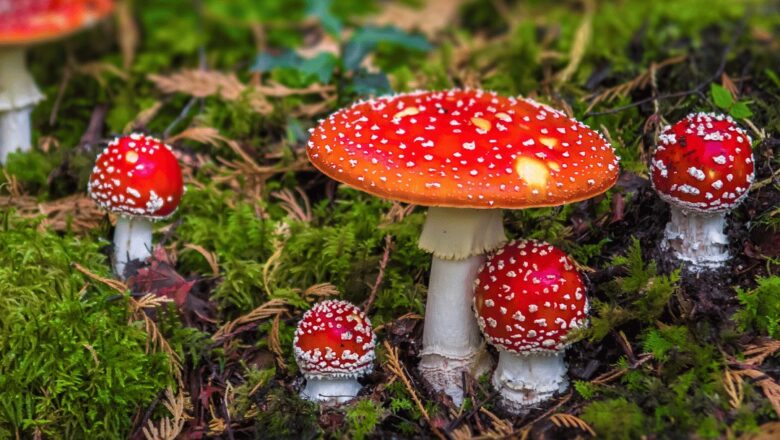 Where to Buy the Best Amanita Muscaria Gummies
