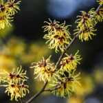 Witch Hazel Homeopathic Cream Benefits: A Natural Skincare Solution