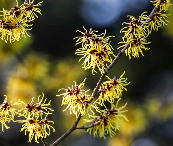 Witch Hazel Homeopathic Cream Benefits: A Natural Skincare Solution