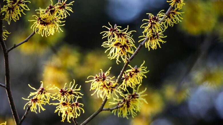 Witch Hazel Homeopathic Cream Benefits: A Natural Skincare Solution